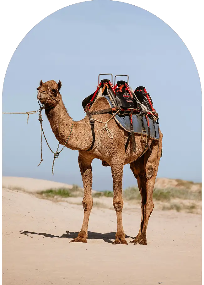Camel walking on Essaouira beach