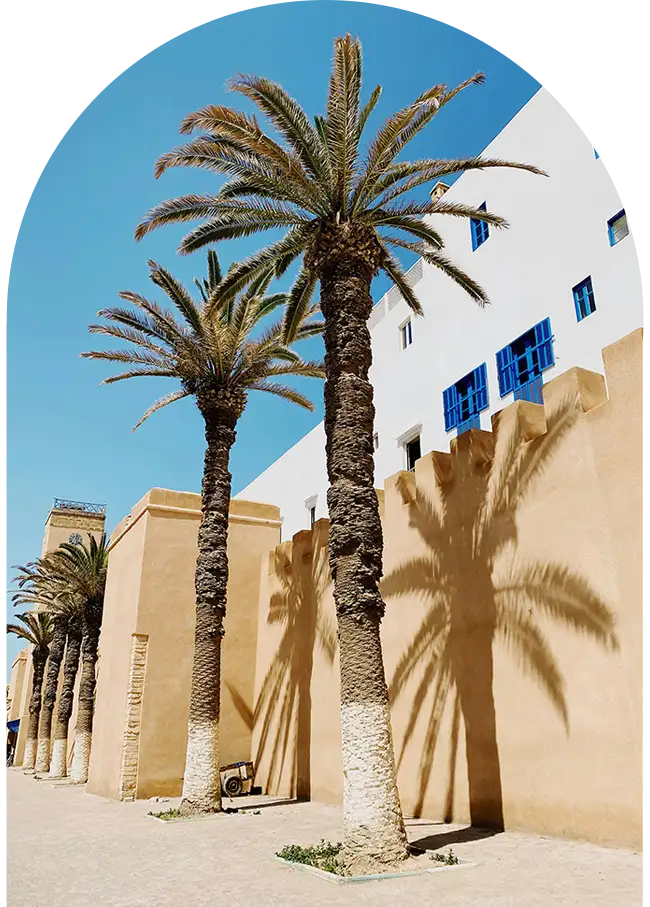 Palm tree and city walls of Essaouira medina