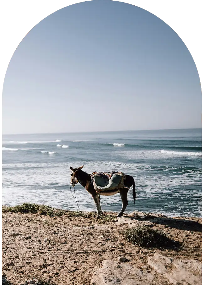Donkey by the seaside in Sidi Kaouki