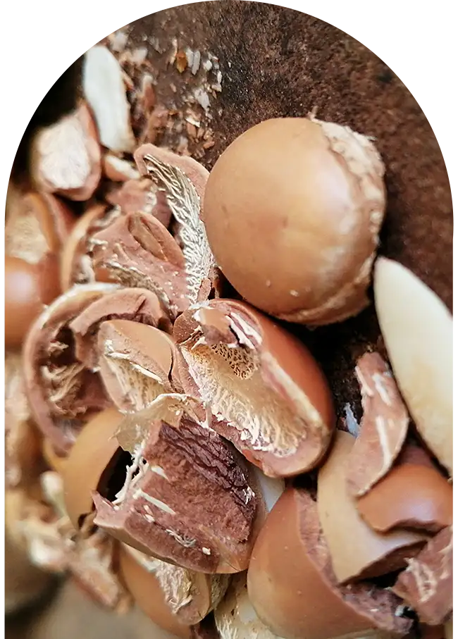 Close-up of argan seeds, a typical product of Essaouira