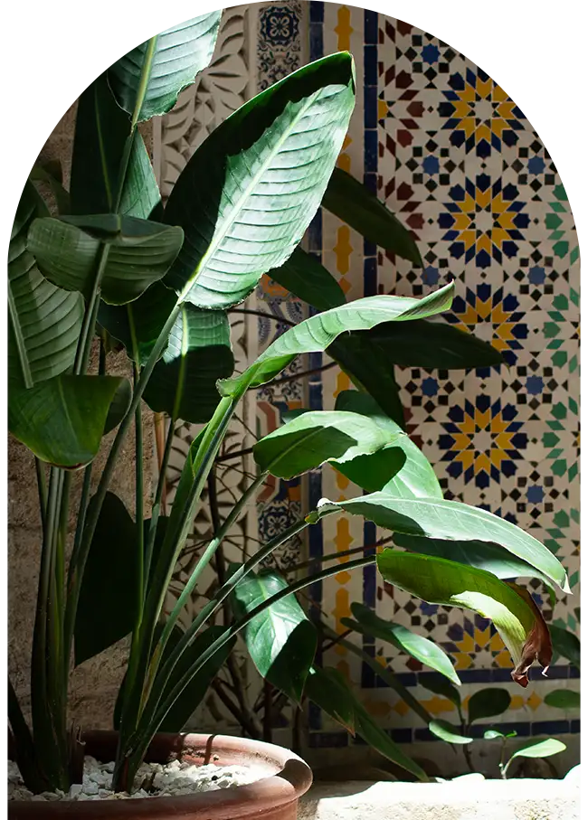 Plant in the center of the patio with colorful wall mosaic in the riad in Essaouira