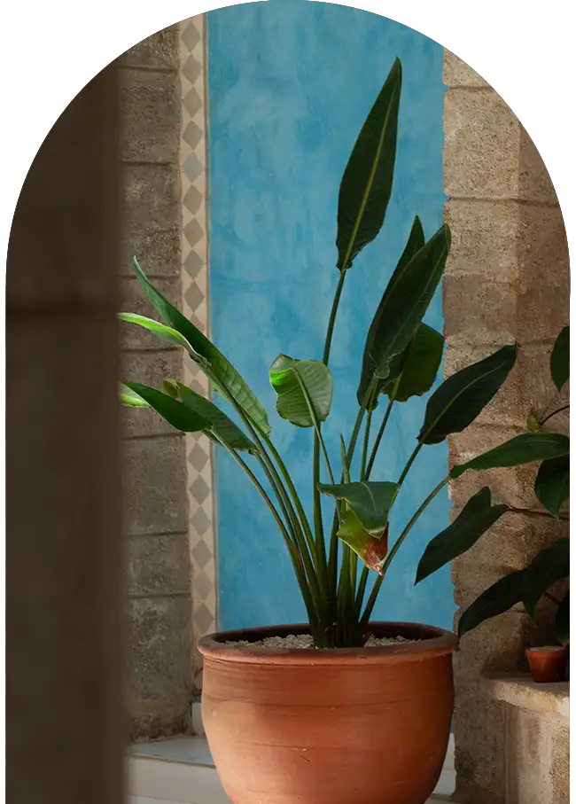 PPlant in the center of the patio with colorful wall mosaic in the riad in Essaouira